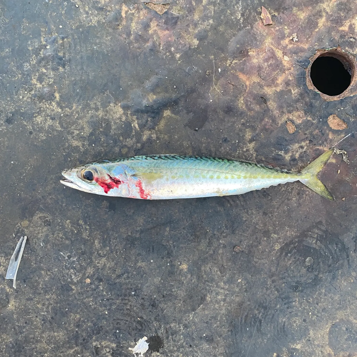 Atlantic mackerel caught on Fishbrain