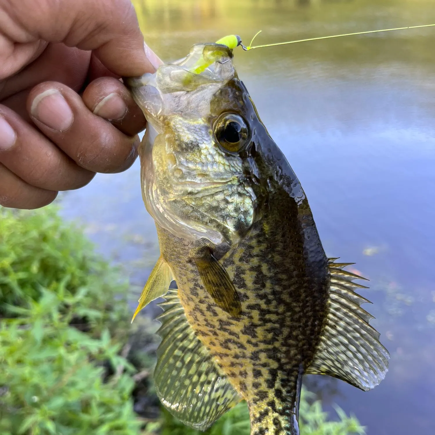 ᐅ Wilbur Pond fishing reports🎣• Red Hook, NY (United States) fishing