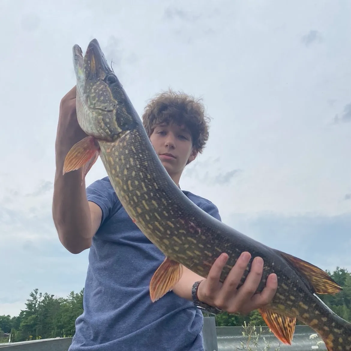 Northern pike caught on Fishbrain