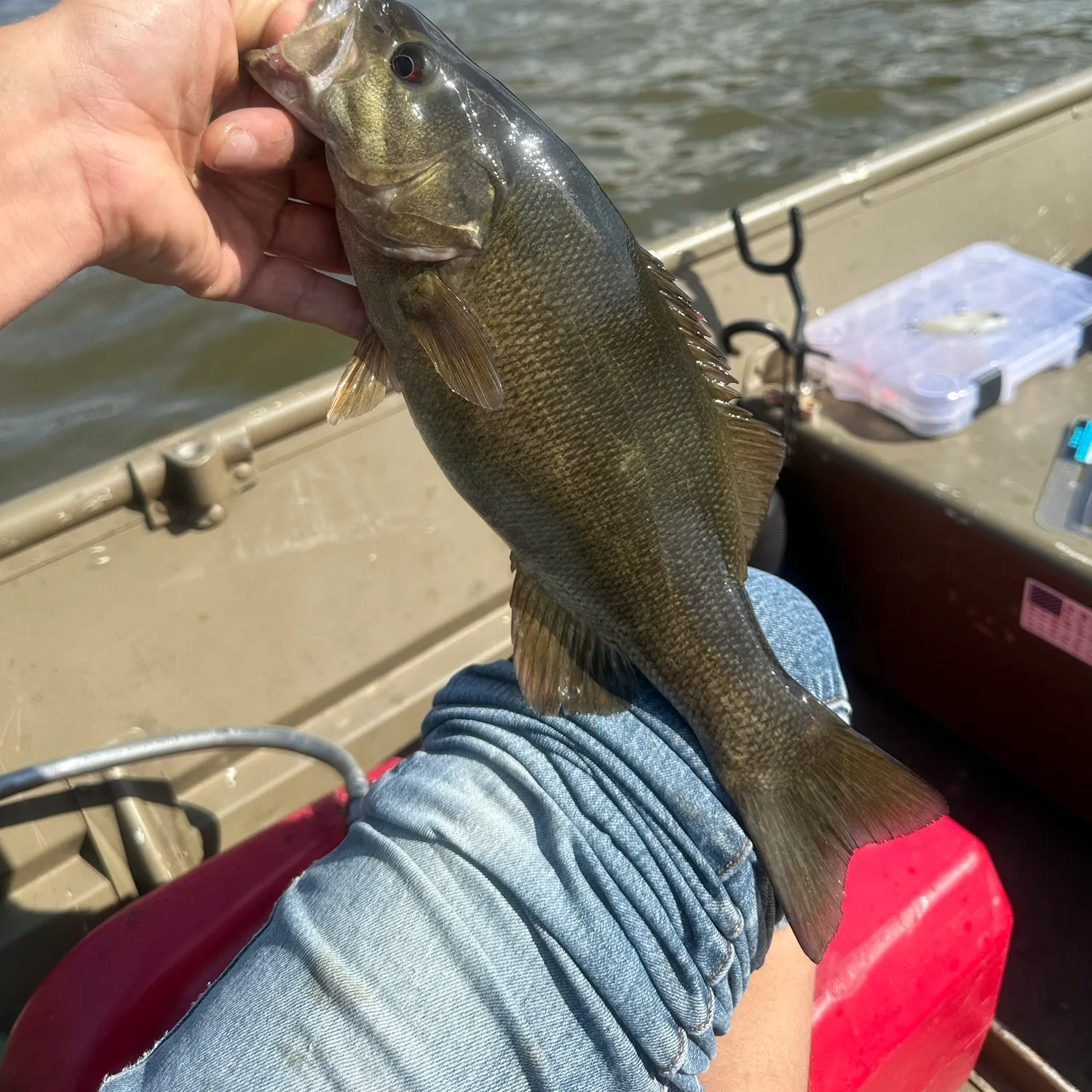 Smallmouth bass caught on Fishbrain