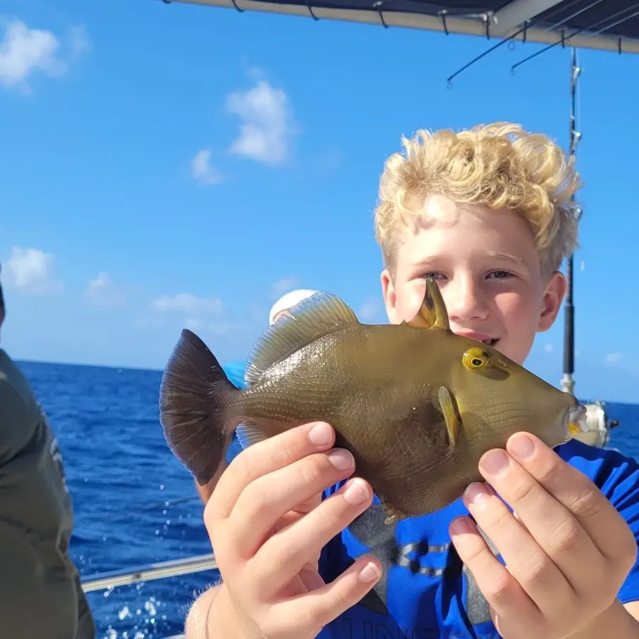 most liked catch image