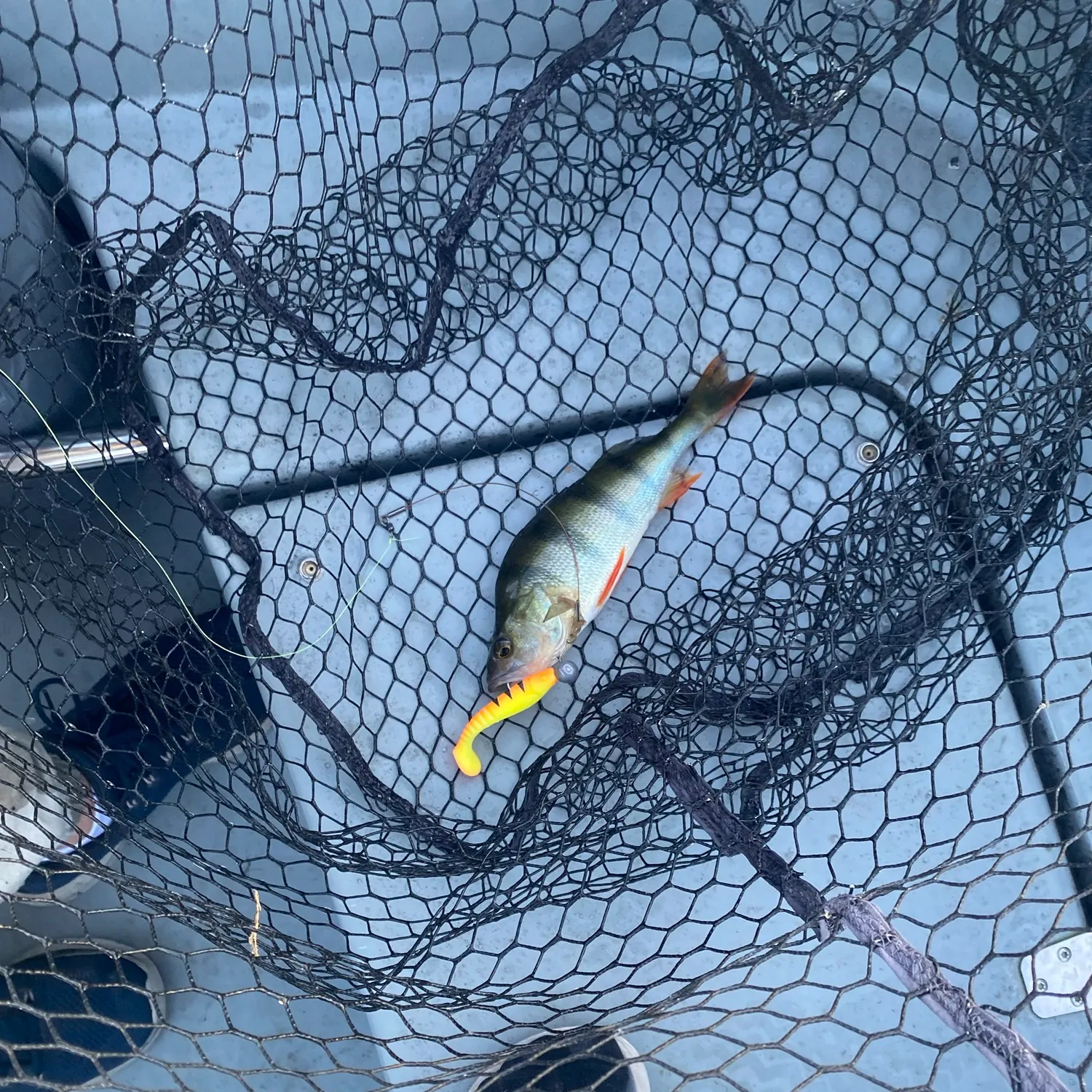 European perch caught on Fishbrain
