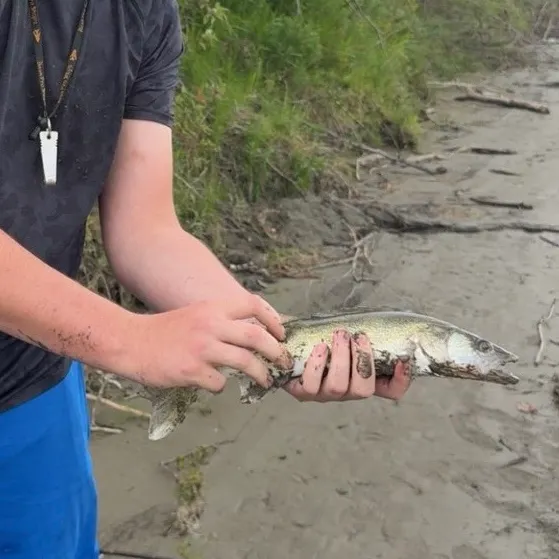 Walleye caught on Fishbrain