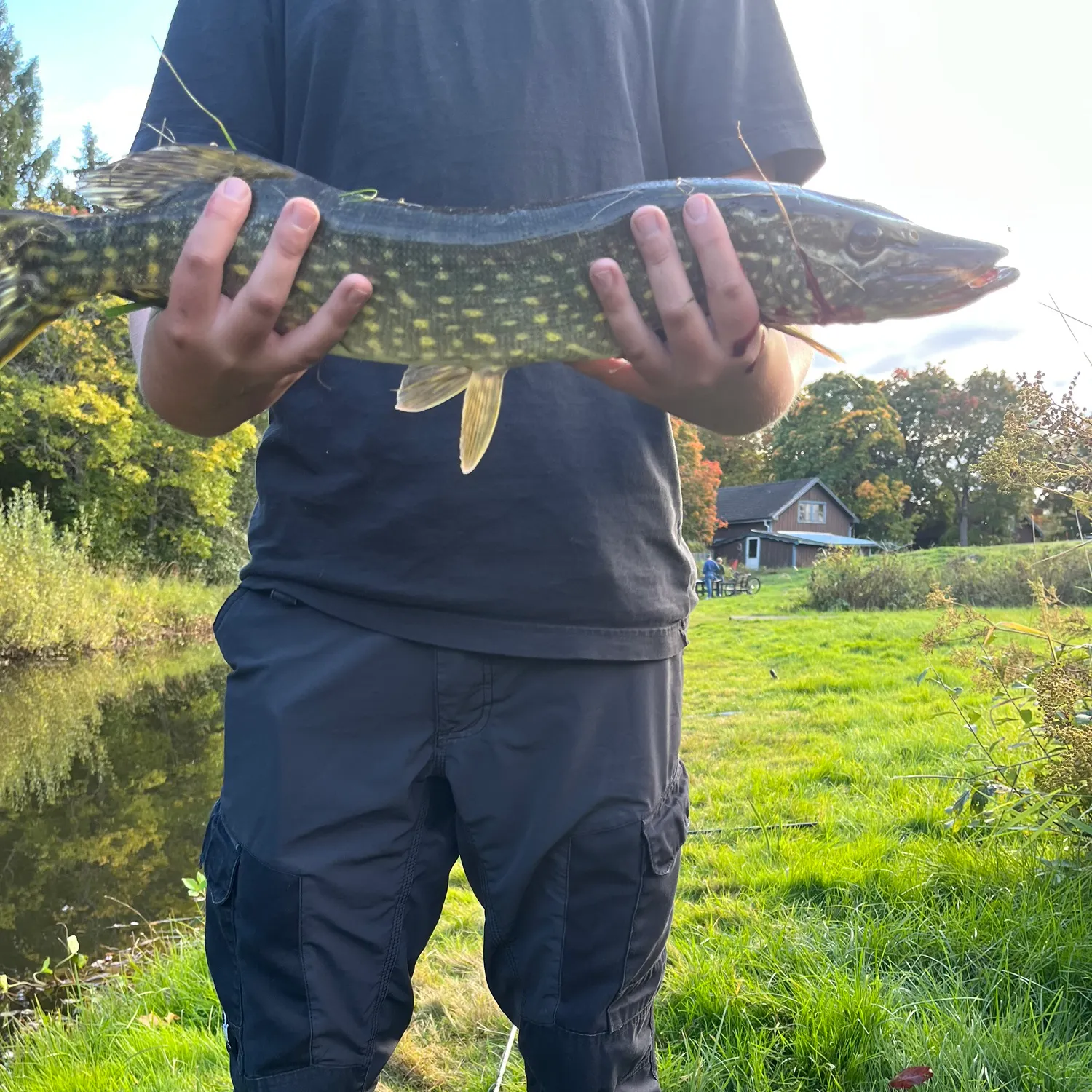 Northern pike caught on Fishbrain