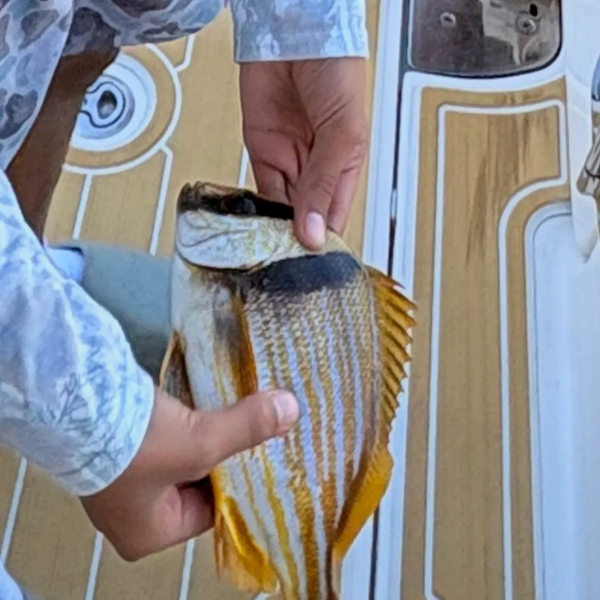 The most recent Atlantic porkfish catches on Fishbrain