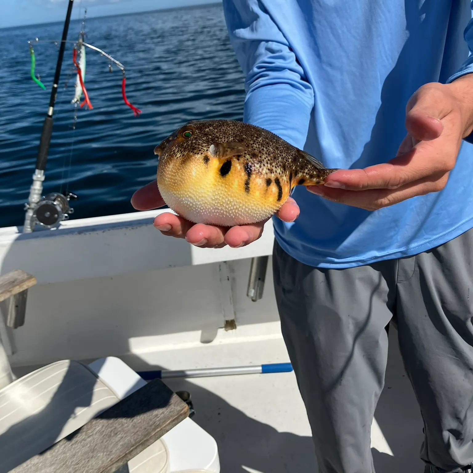 The most recent Northern puffer catches on Fishbrain