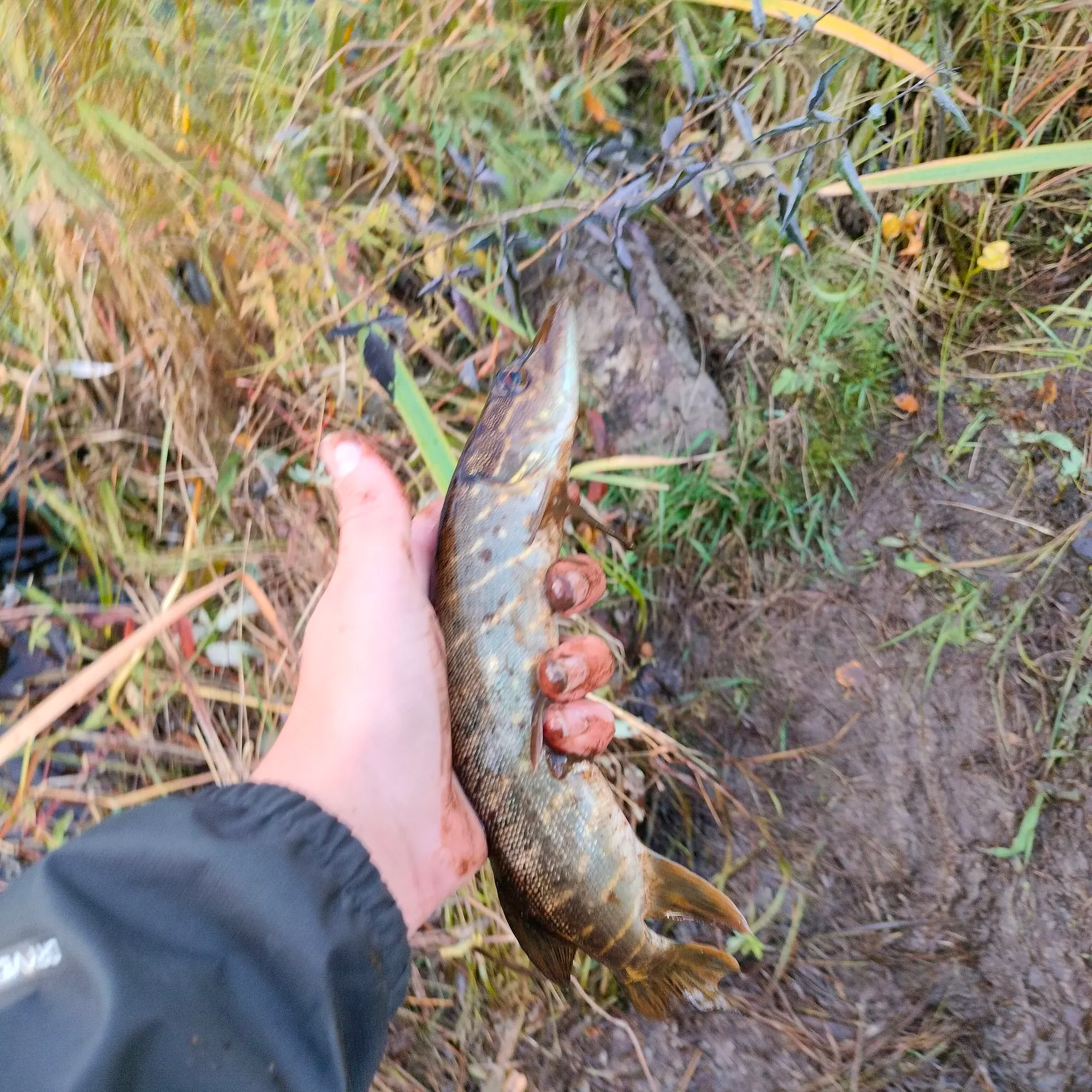 Northern pike caught on Fishbrain