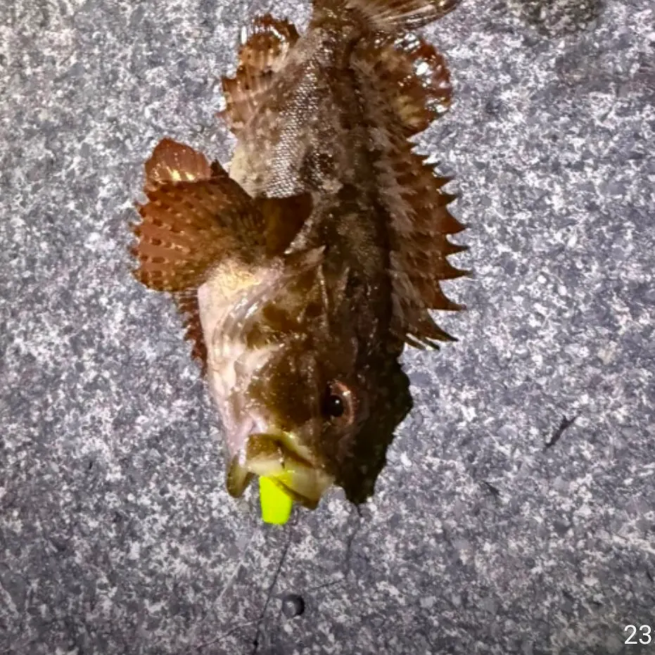 European perch caught on Fishbrain