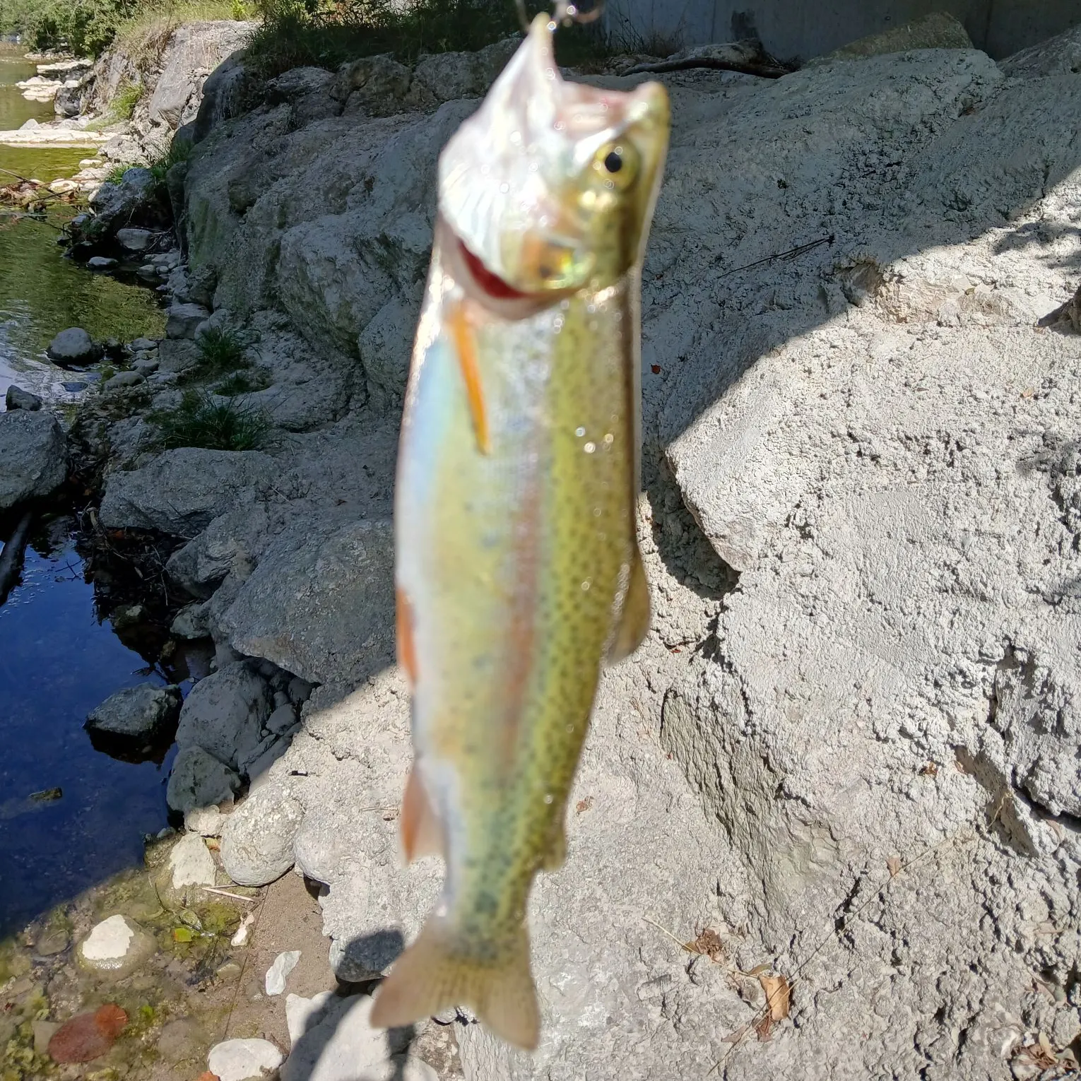 Rainbow trout caught on Fishbrain