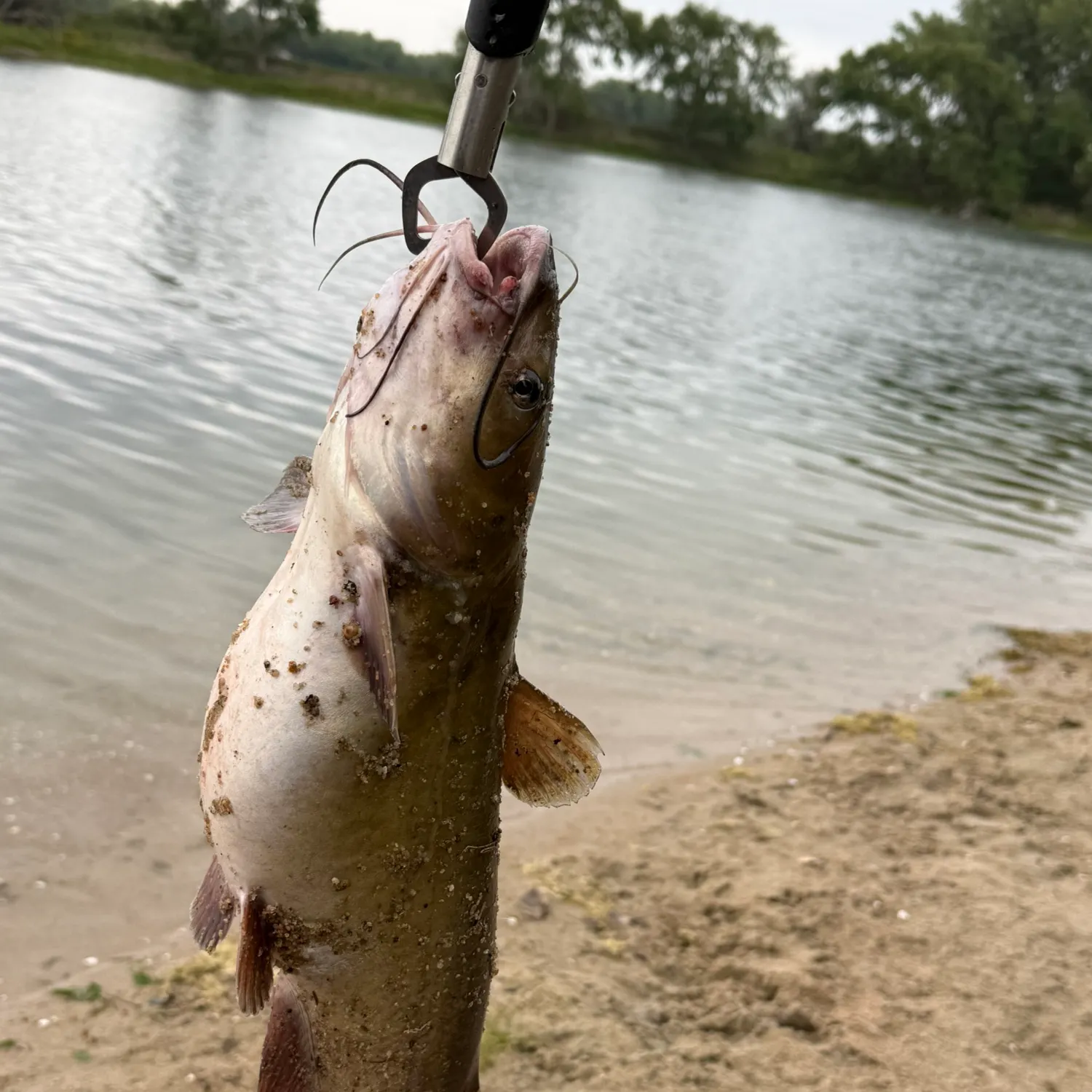 Channel catfish caught on Fishbrain