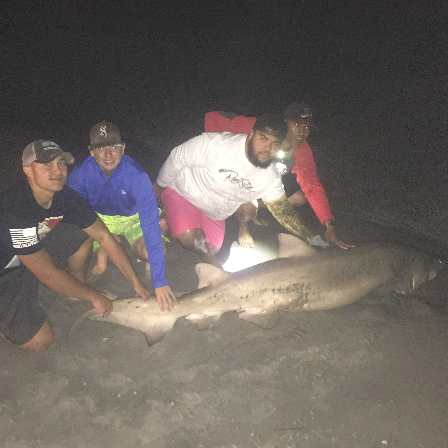 The most recent Sand tiger shark catches on Fishbrain