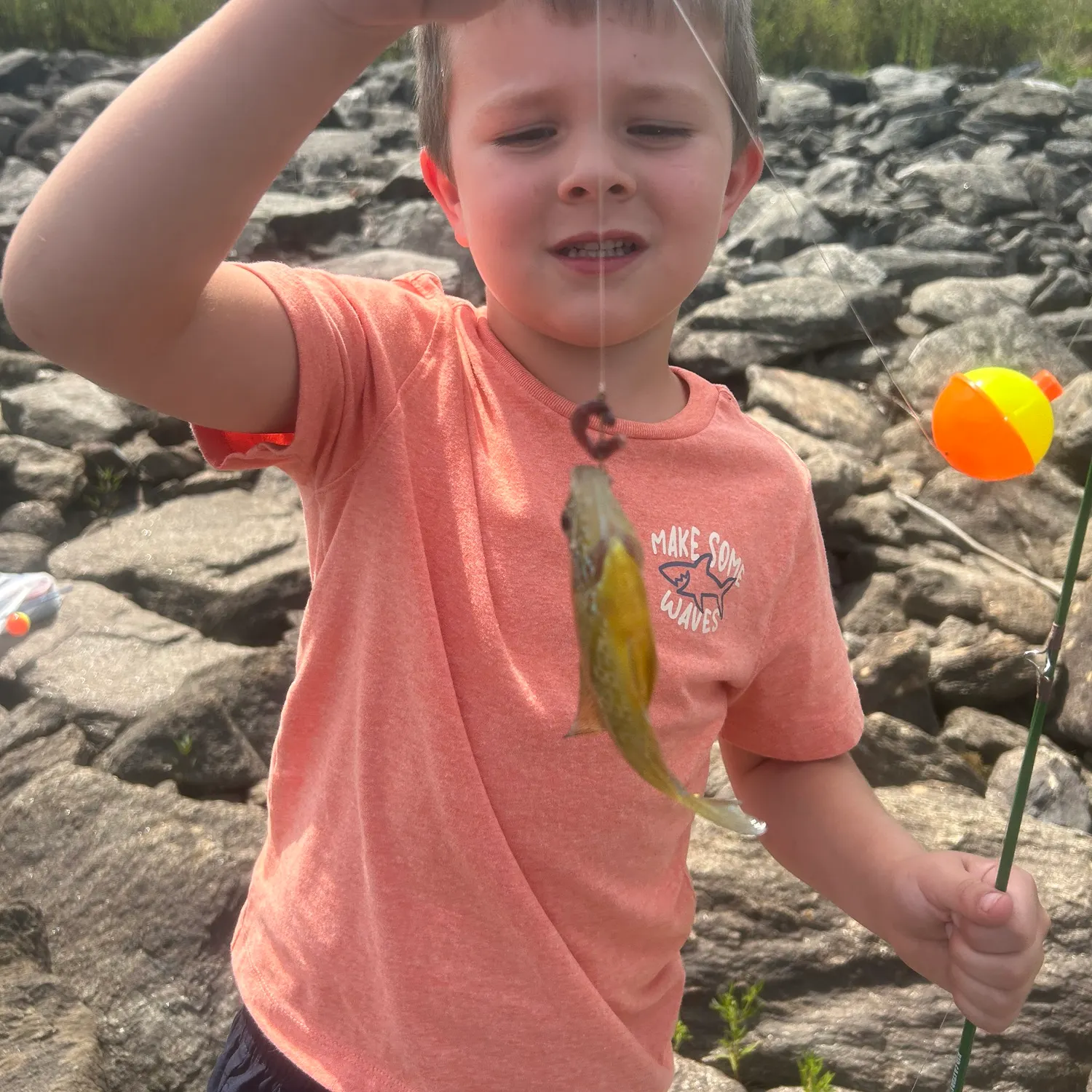 Yellow perch caught on Fishbrain