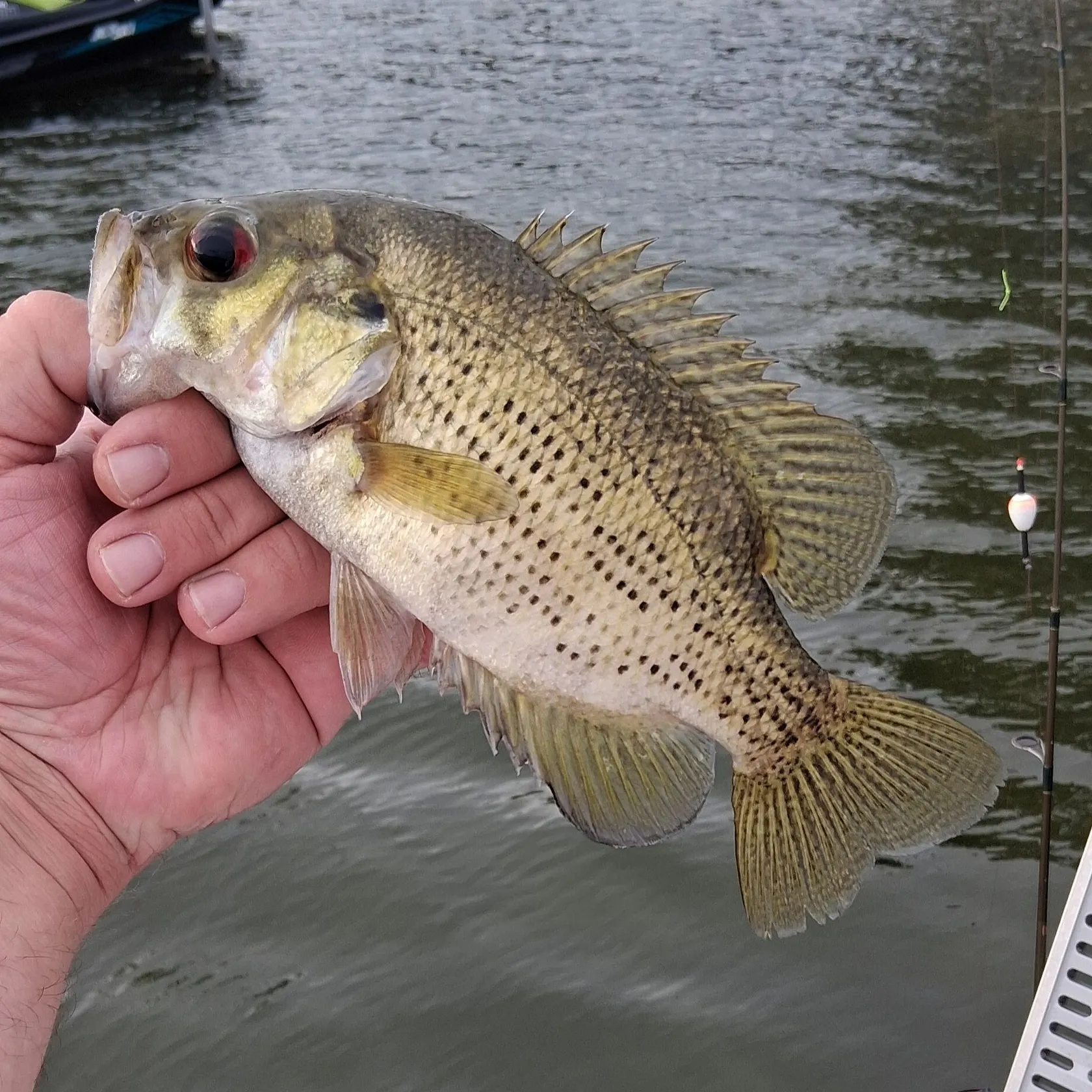 Rock bass caught on Fishbrain