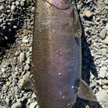 The most recent Steelhead catches on Fishbrain