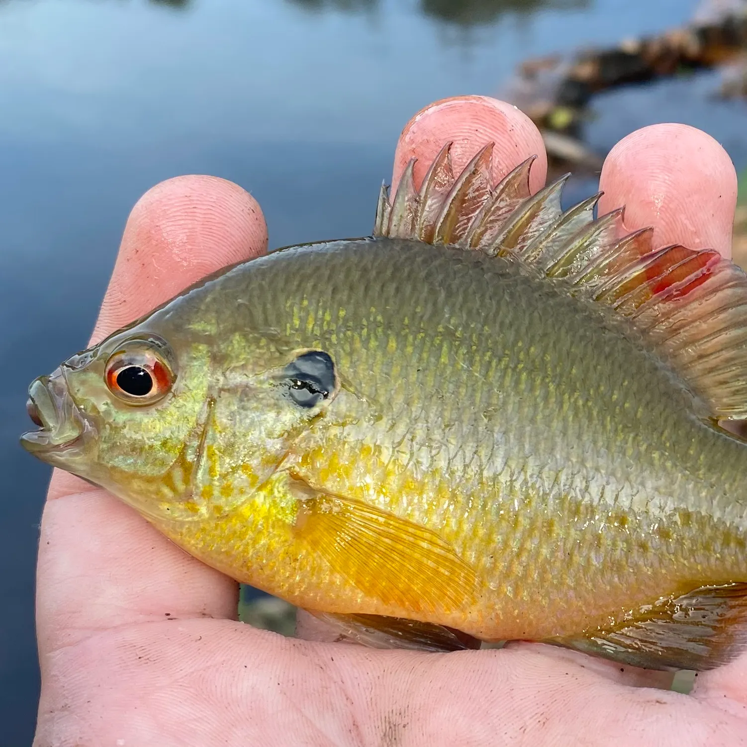 The most recent Redspotted sunfish x bluegill catches on Fishbrain