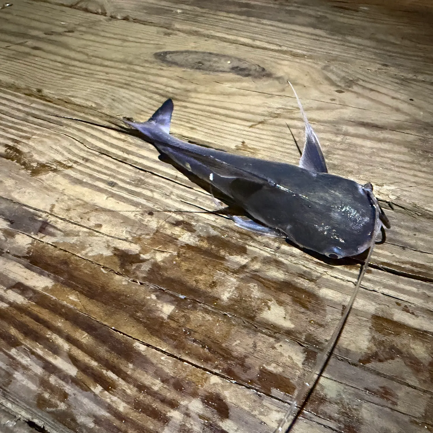 Gafftopsail sea catfish caught on Fishbrain