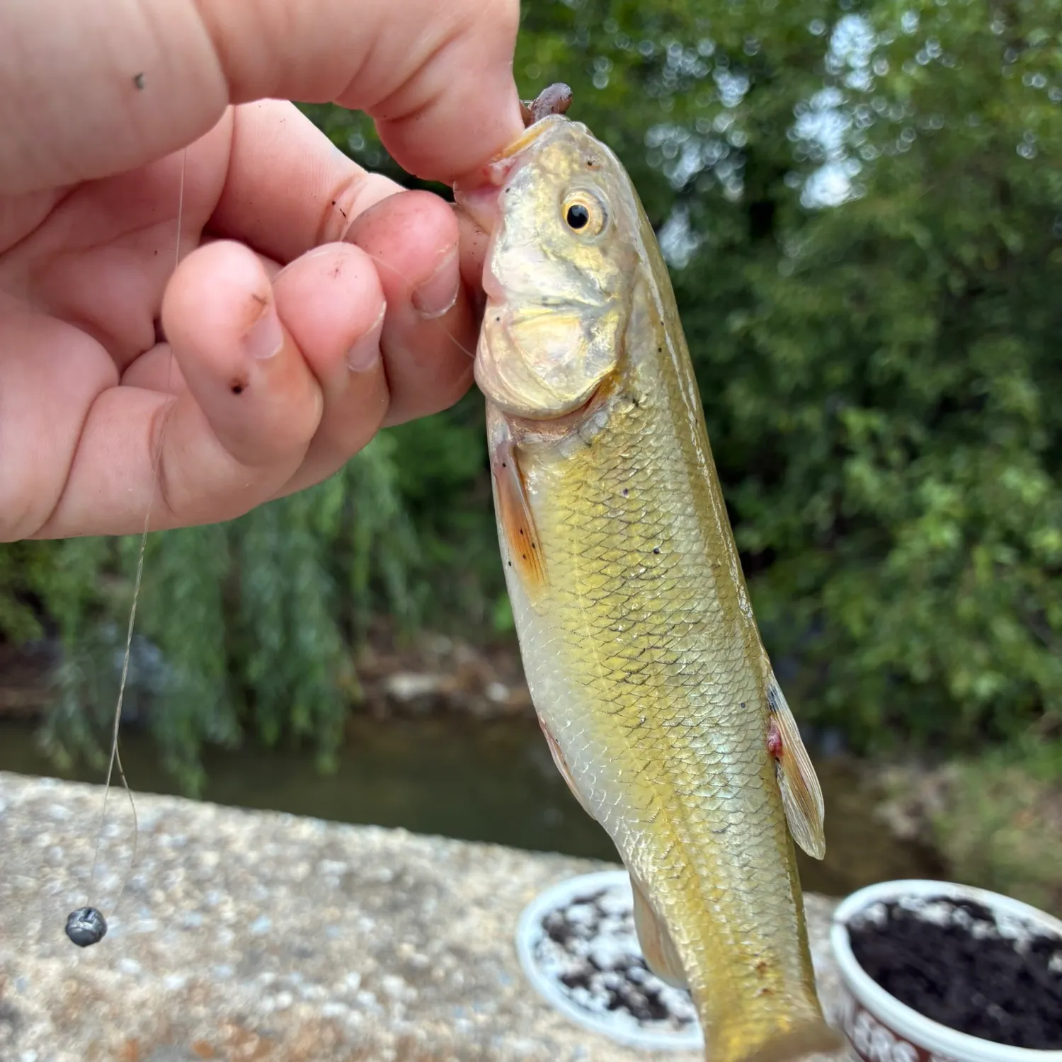 Creek chub caught on Fishbrain