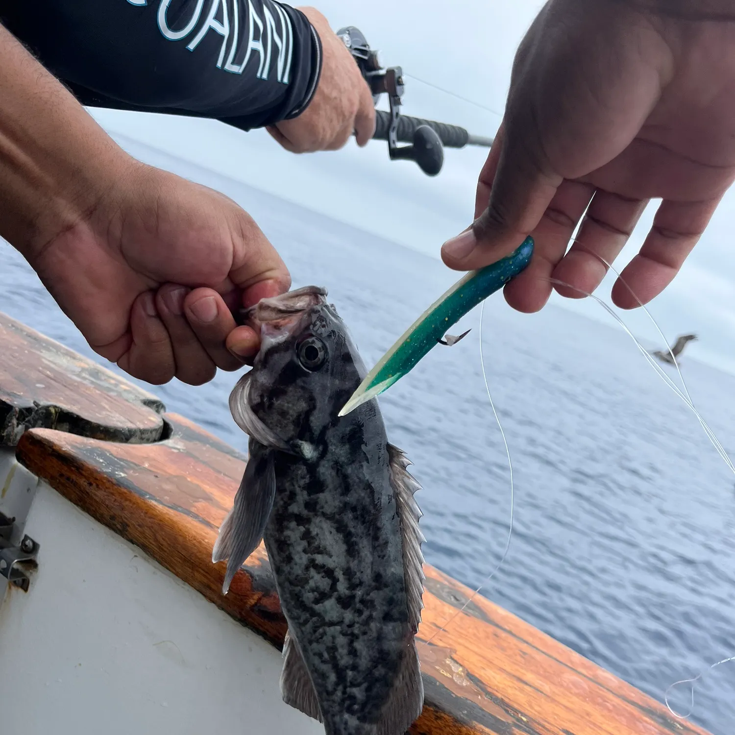 The most recent Blue rockfish catches on Fishbrain