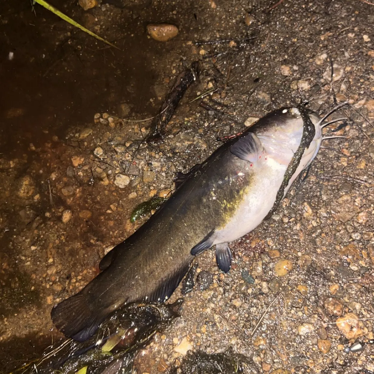 Yellow bullhead caught on Fishbrain