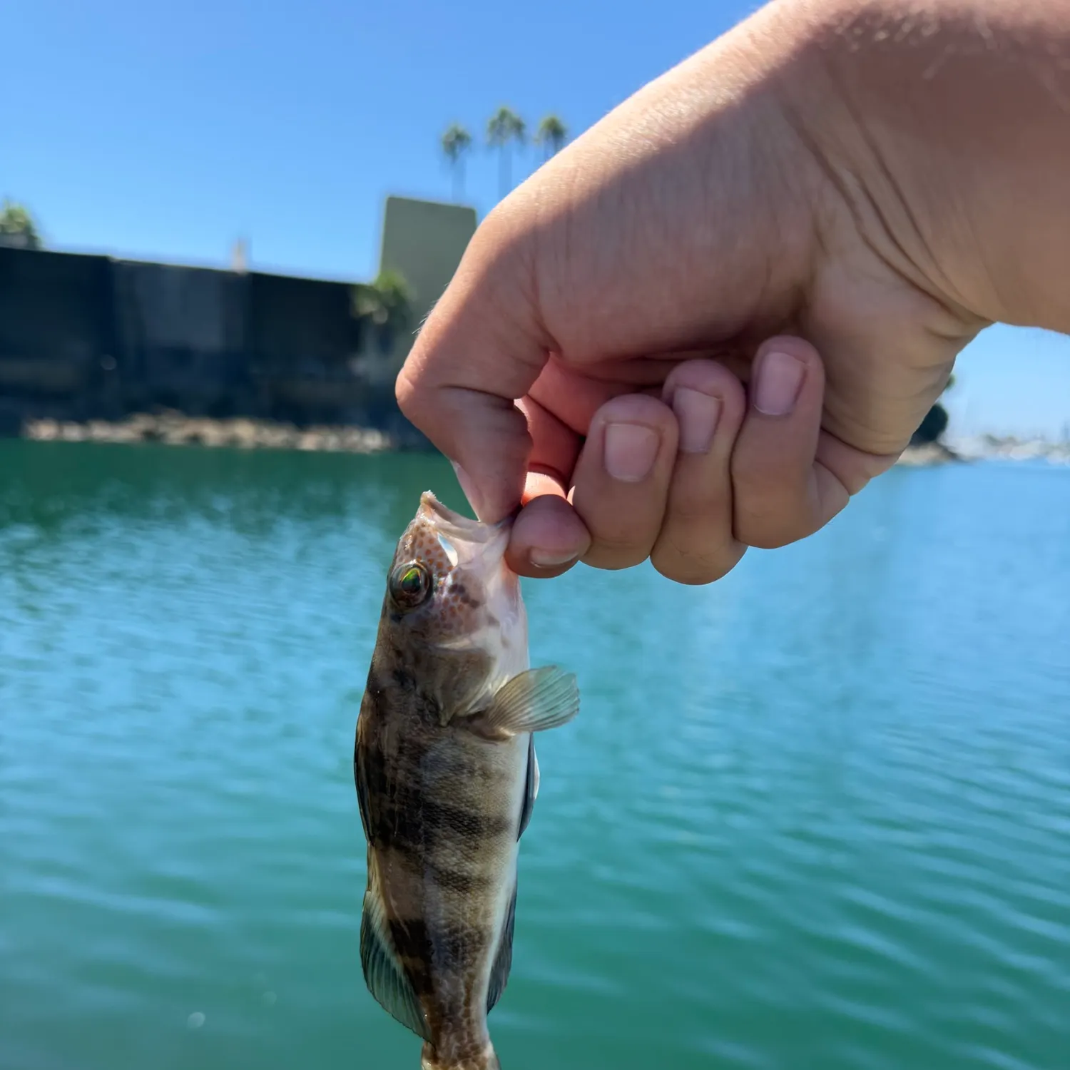 Barred sand bass caught on Fishbrain