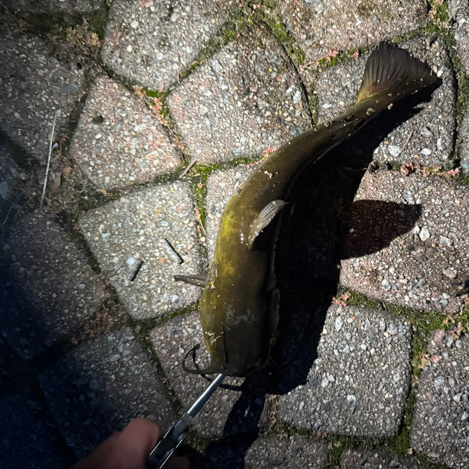 Yellow bullhead caught on Fishbrain