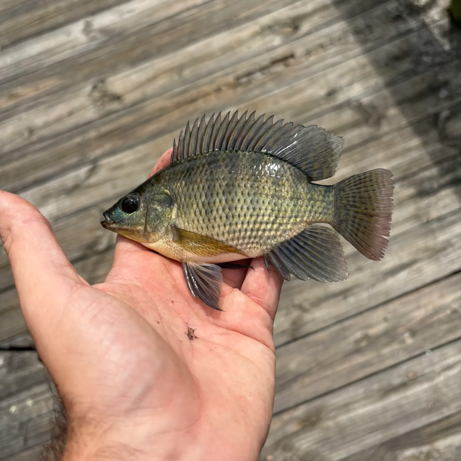 Blue tilapia caught on Fishbrain