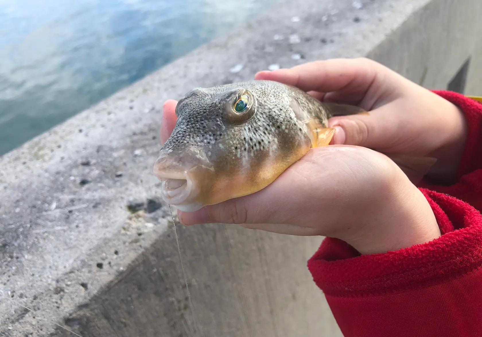 Northern puffer