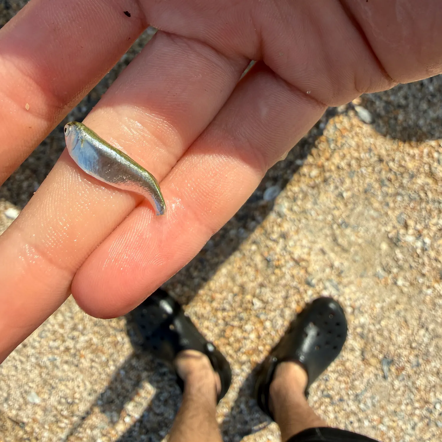 The most recent Greenback horse mackerel catches on Fishbrain