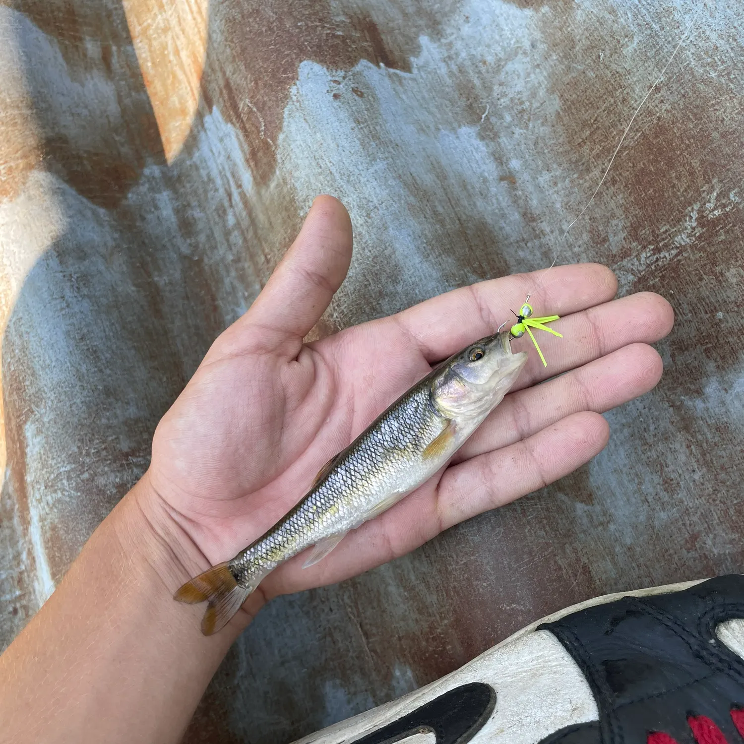 Creek chub caught on Fishbrain