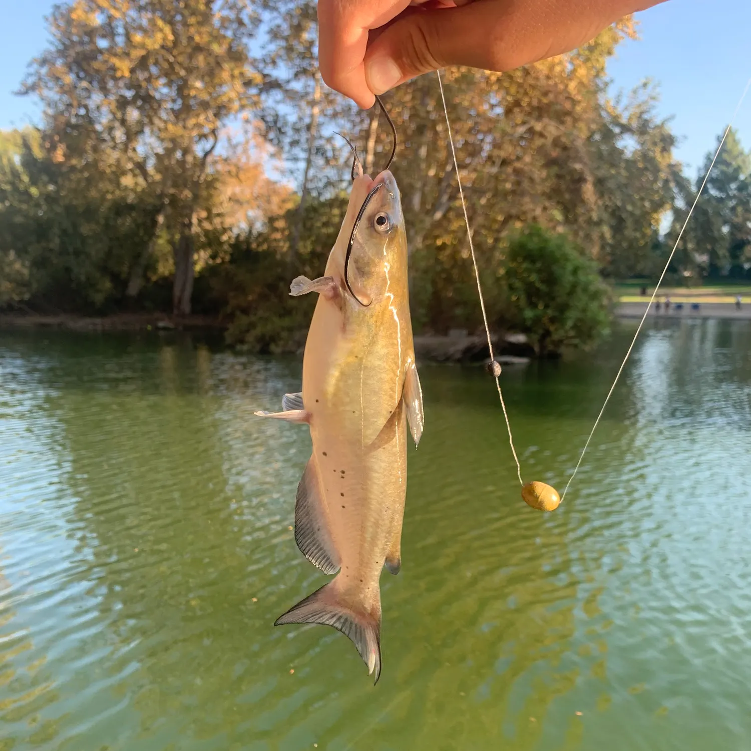 catch