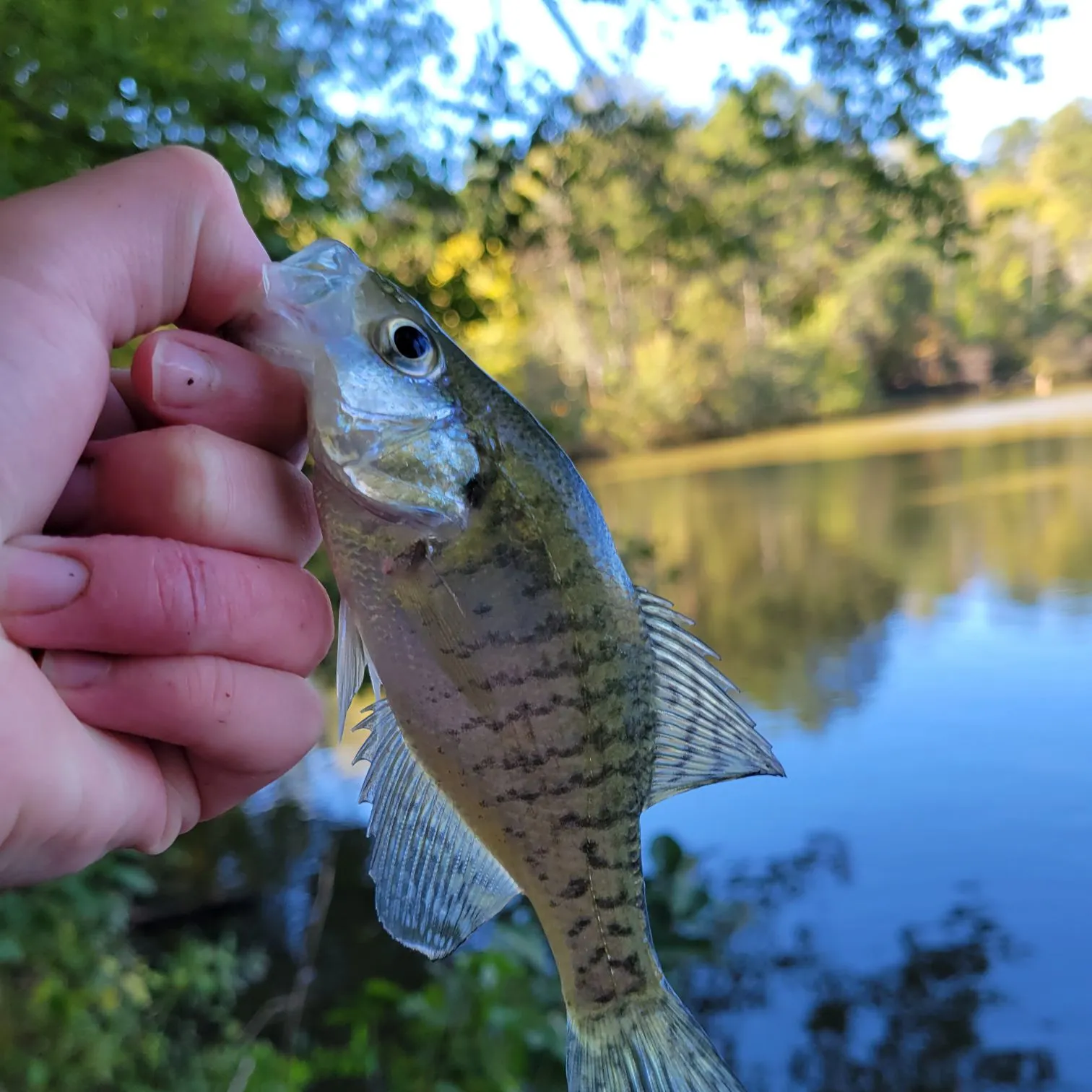 White crappie caught on Fishbrain