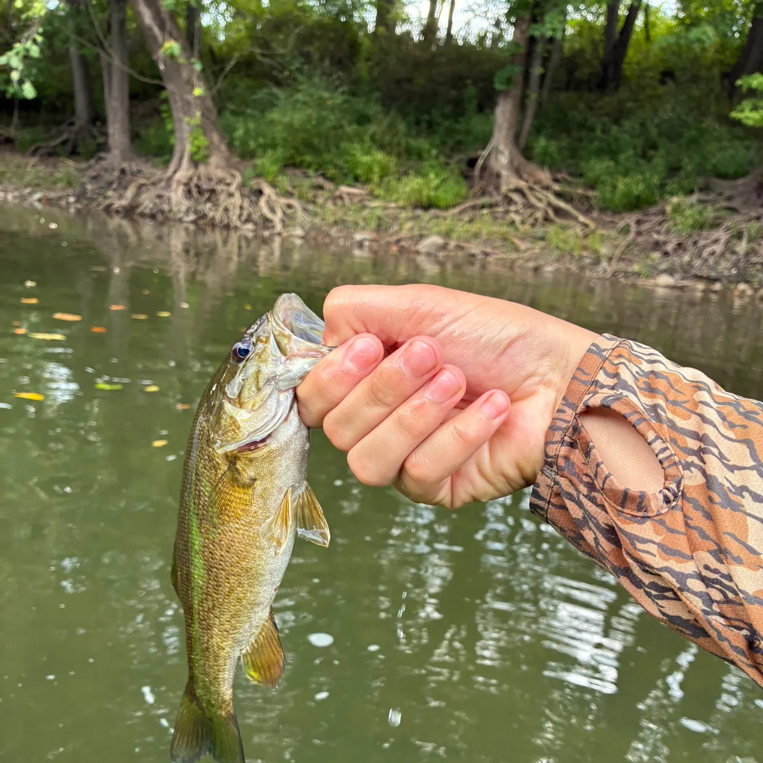 Smallmouth bass caught on Fishbrain
