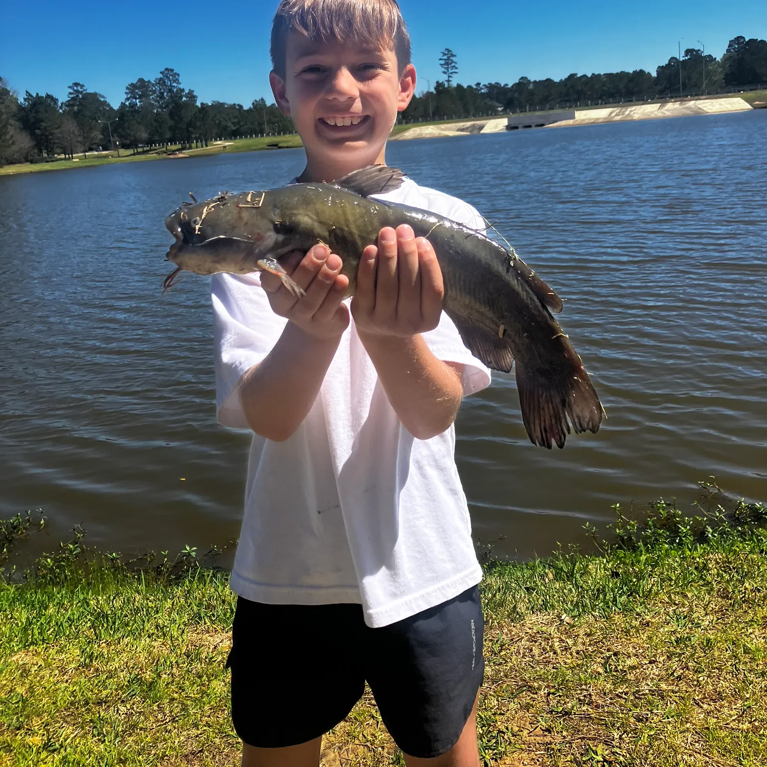 The most recent Yellow bullhead catches on Fishbrain