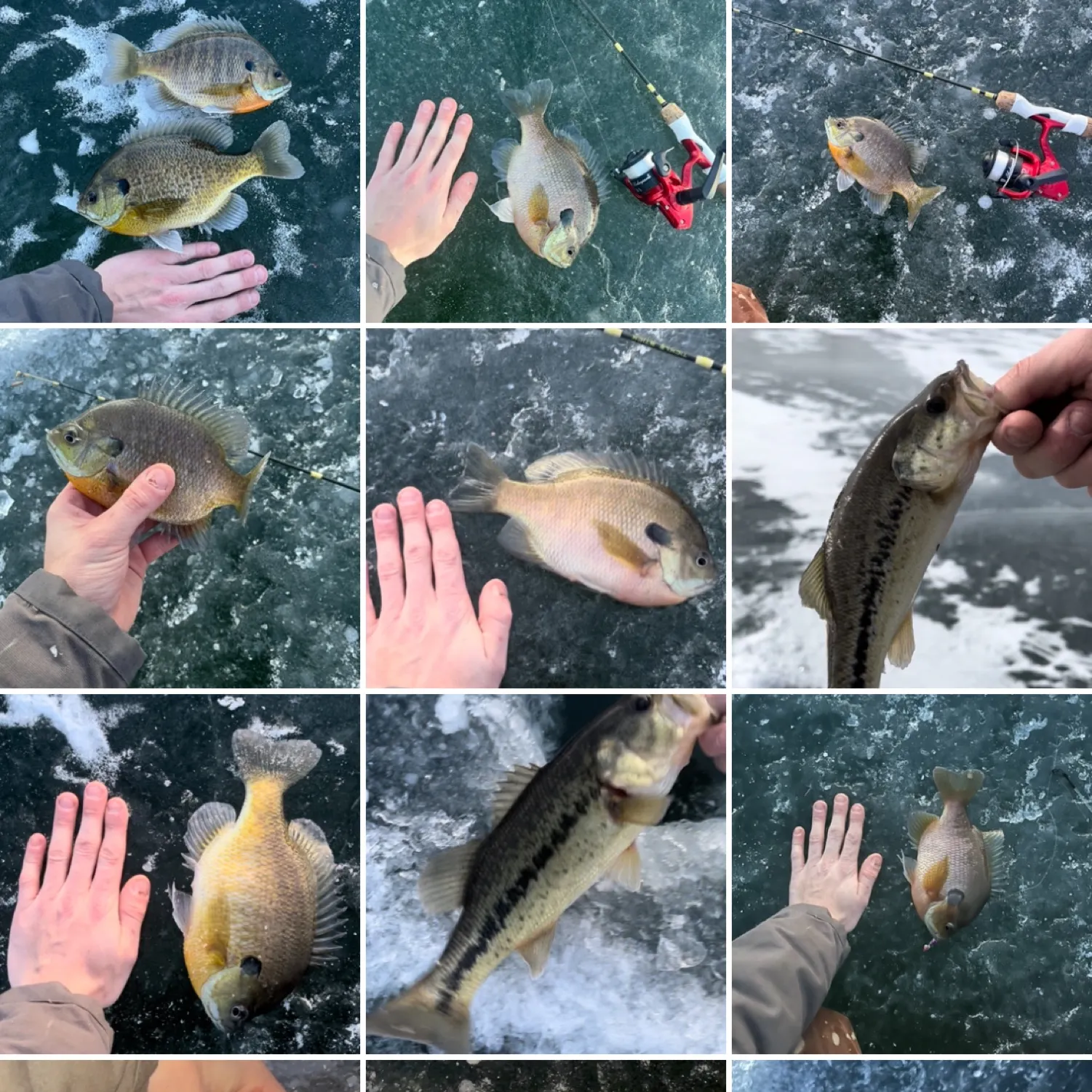 recently logged catches