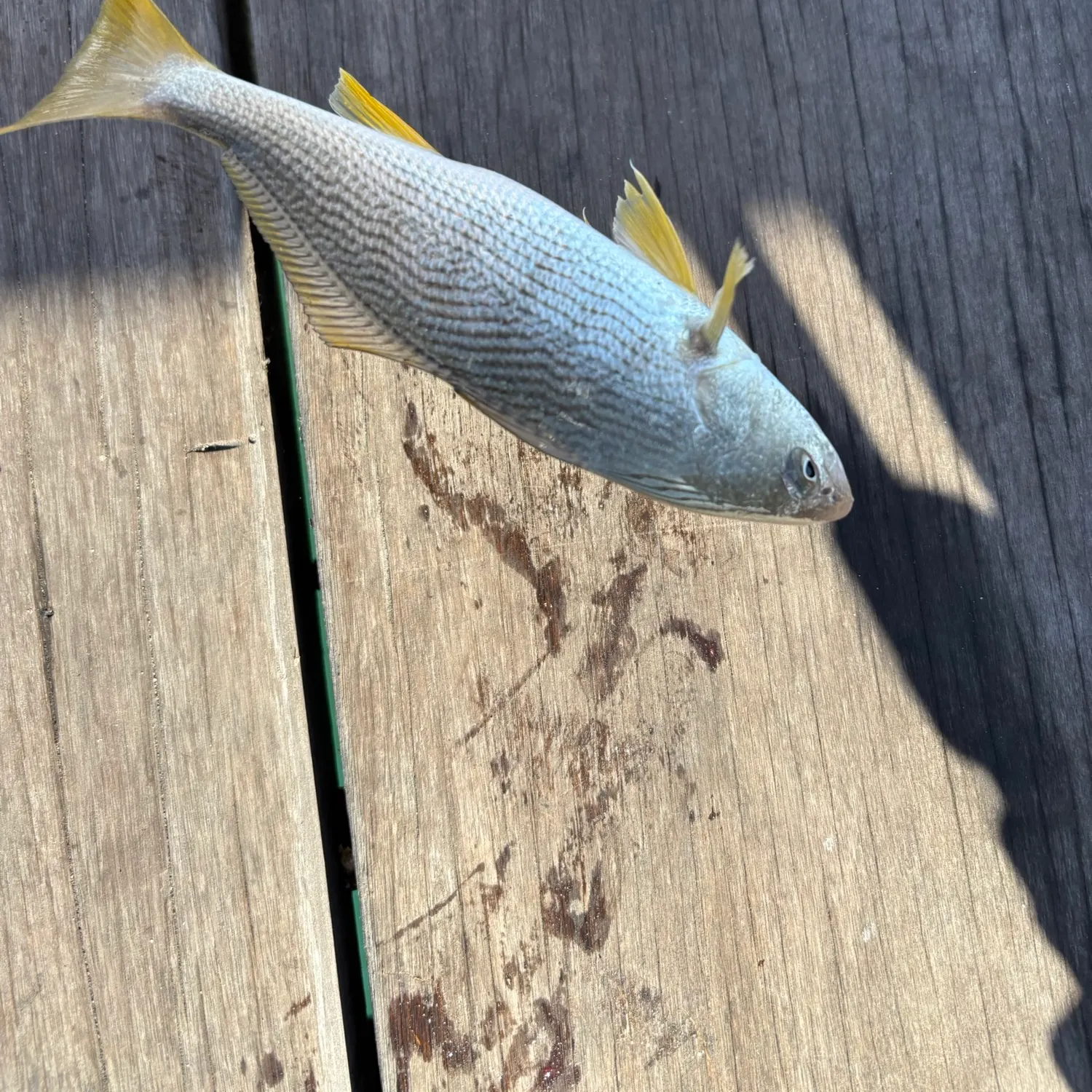 Yellowfin croaker caught on Fishbrain