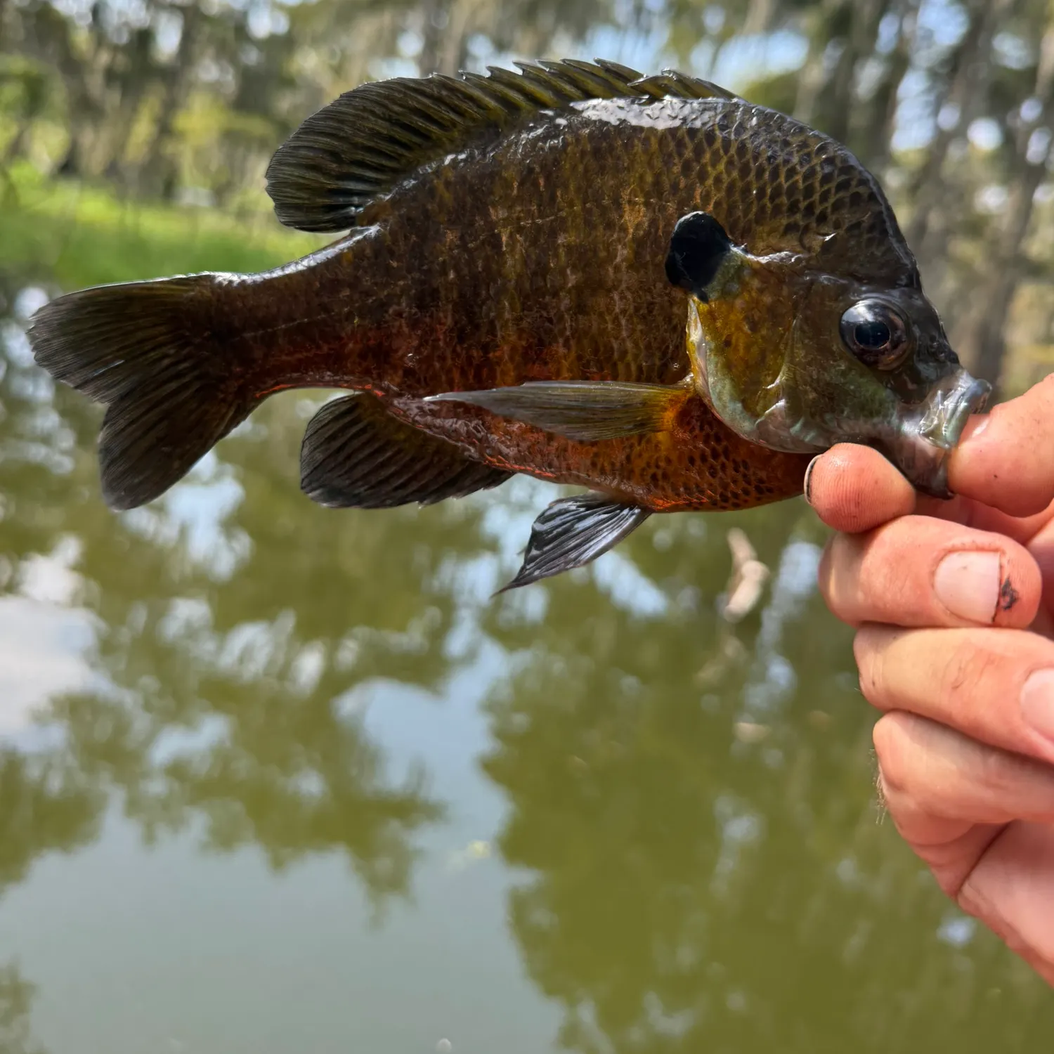 Bluegill caught on Fishbrain