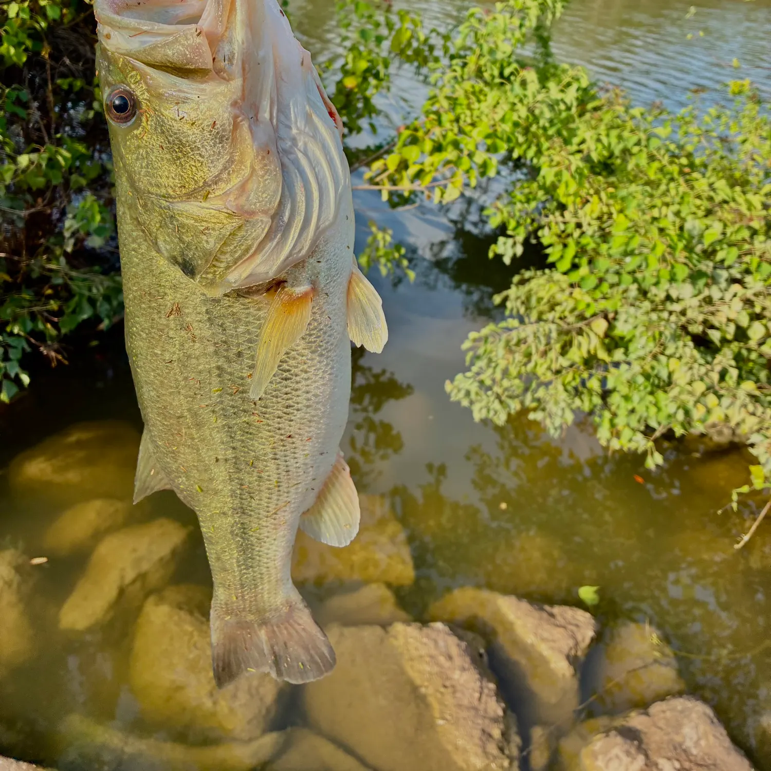 Largemouth bass caught on Fishbrain