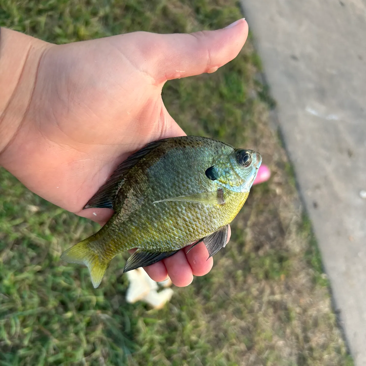 Bluegill caught on Fishbrain