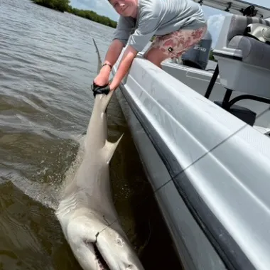 Lemon shark caught on Fishbrain
