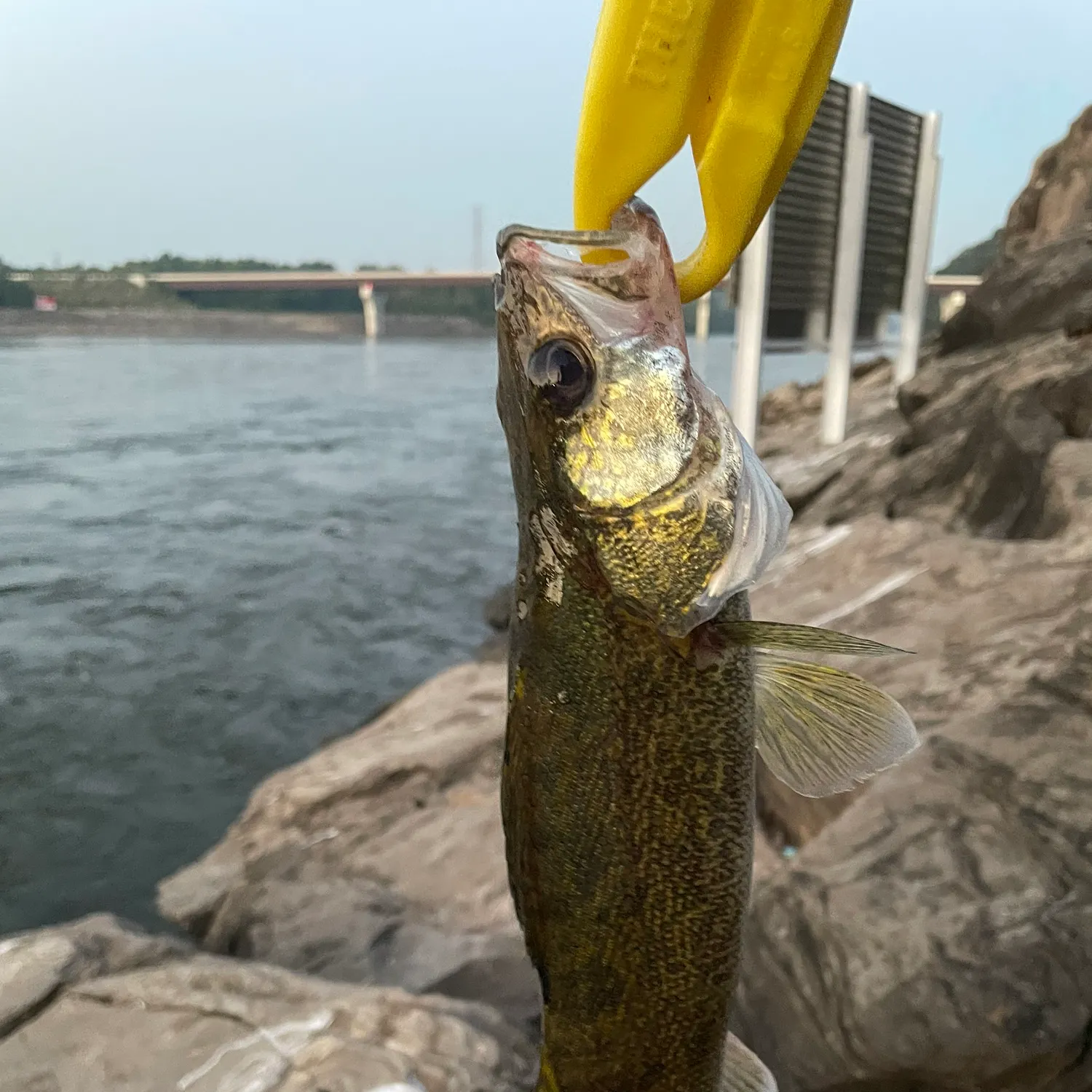 Walleye caught on Fishbrain