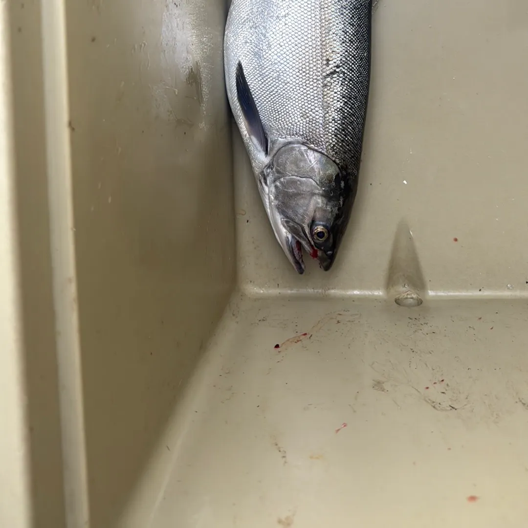 Coho salmon caught on Fishbrain