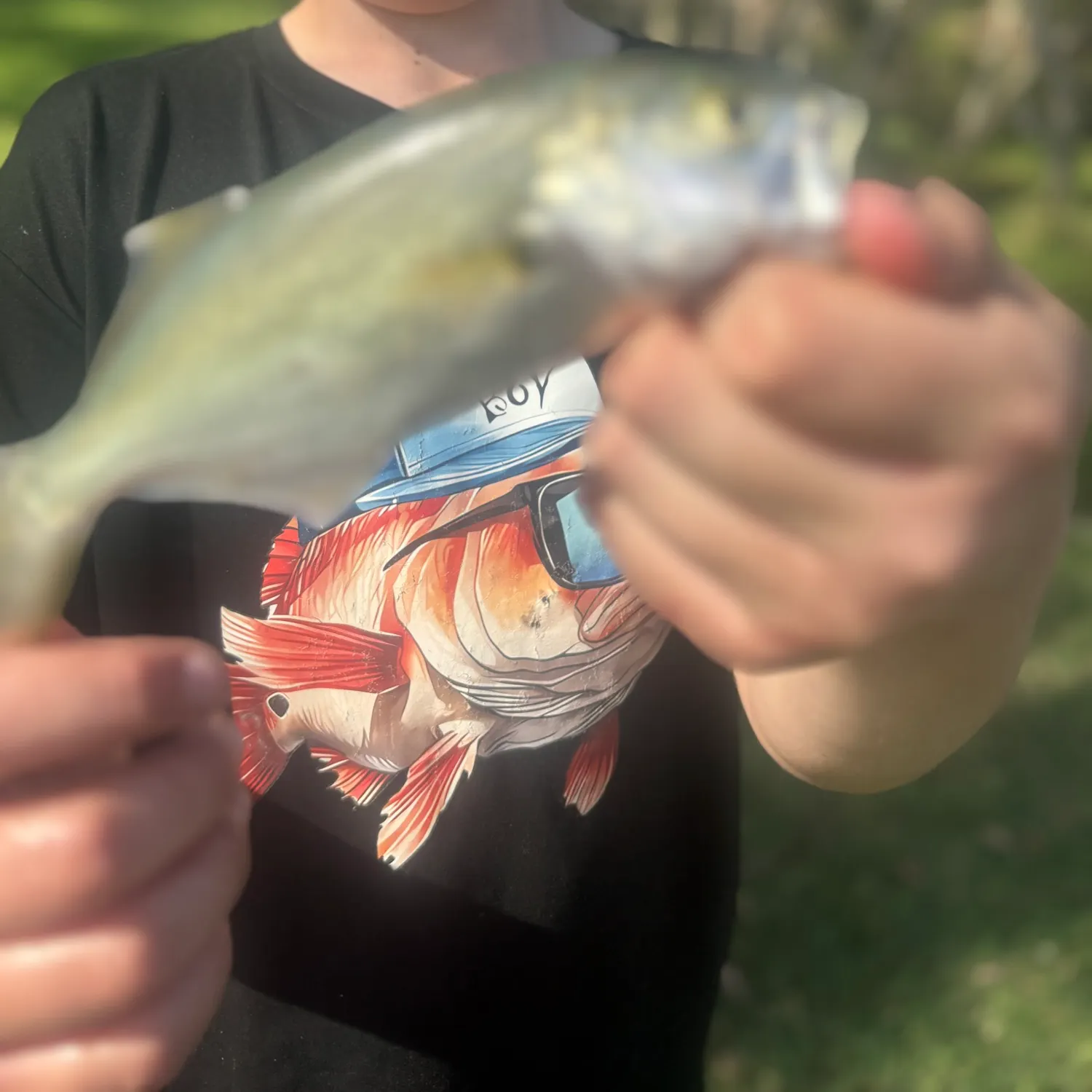 Bluefish caught on Fishbrain