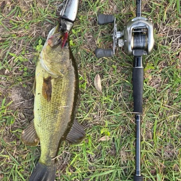 Largemouth bass caught on Fishbrain