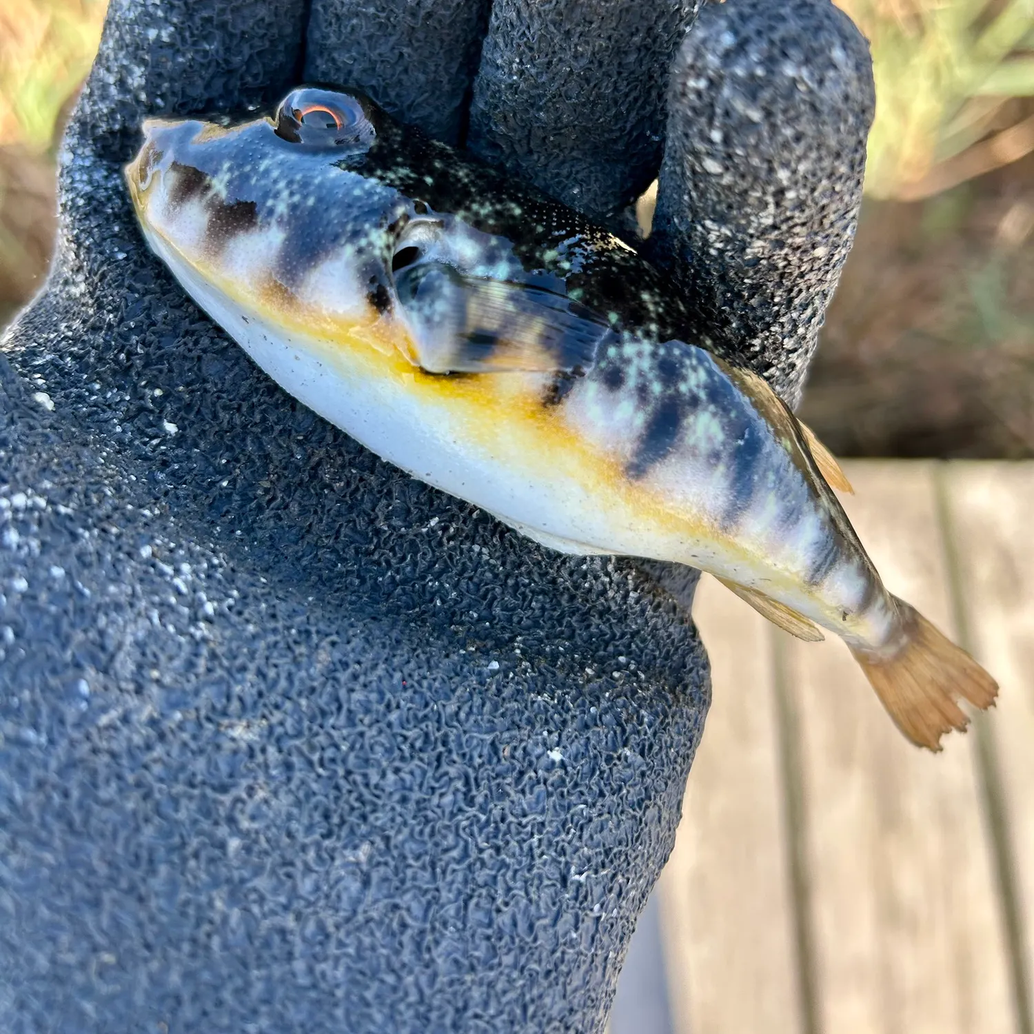 Northern puffer caught on Fishbrain