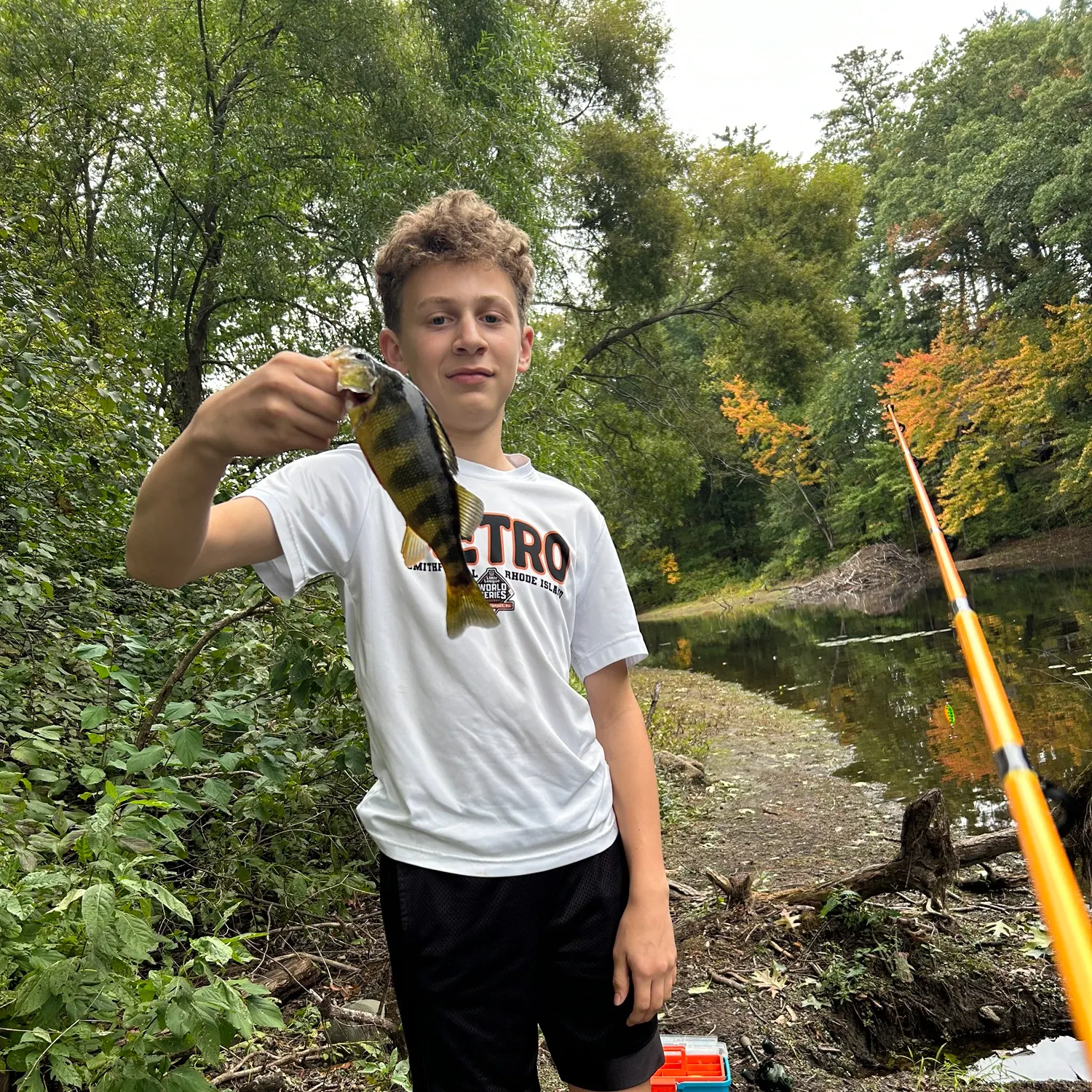 Yellow perch caught on Fishbrain