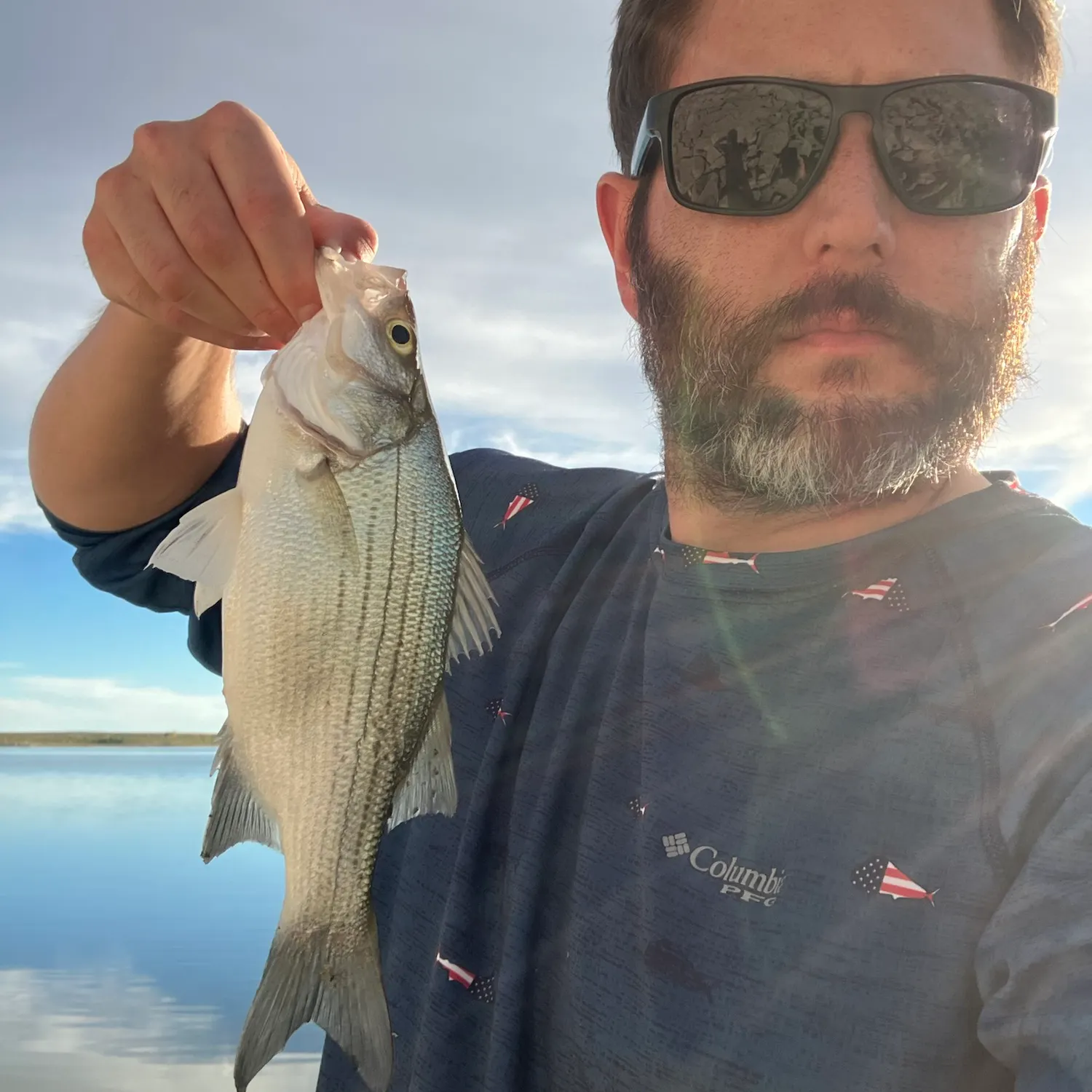 White bass caught on Fishbrain