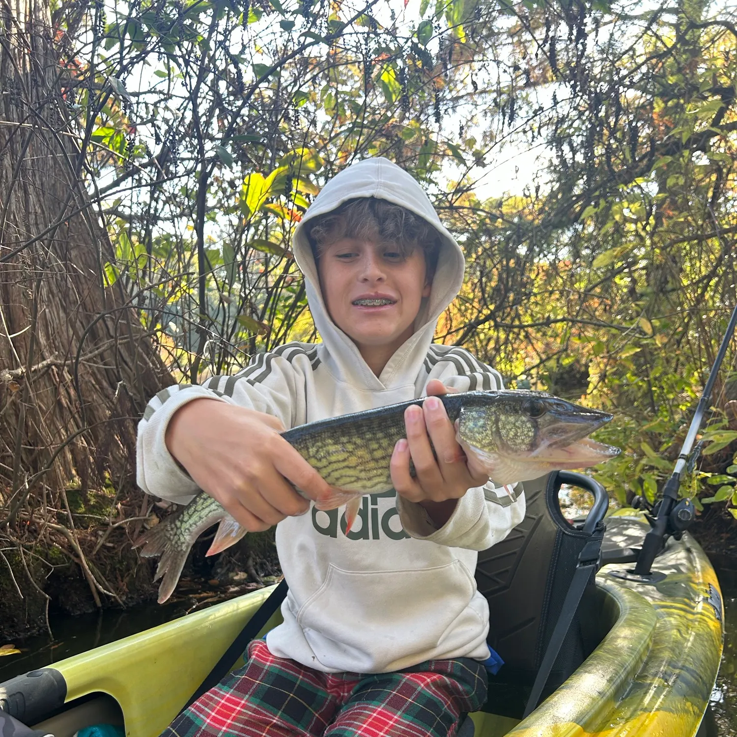 Chain pickerel caught on Fishbrain
