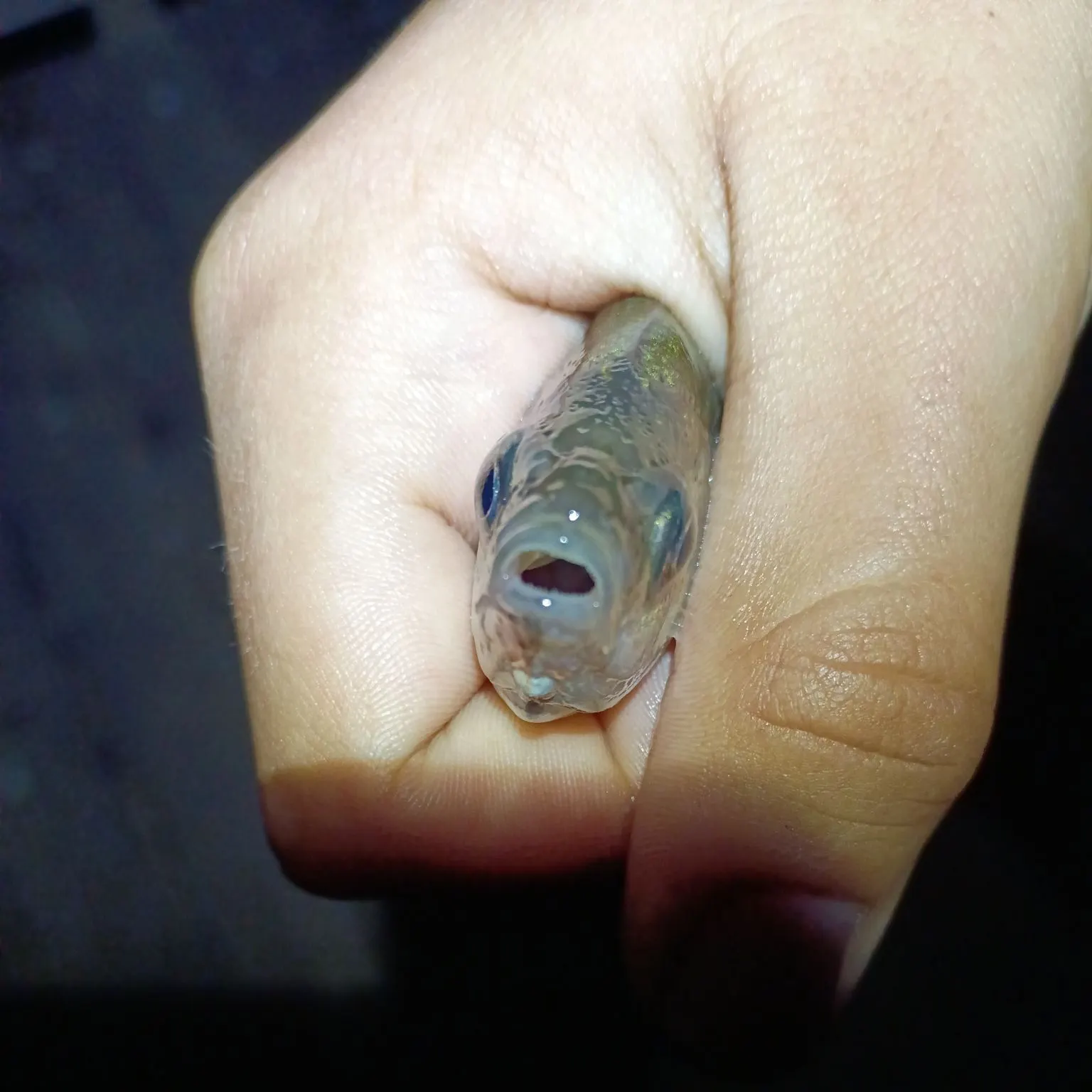 The most recent Silver surfperch catches on Fishbrain