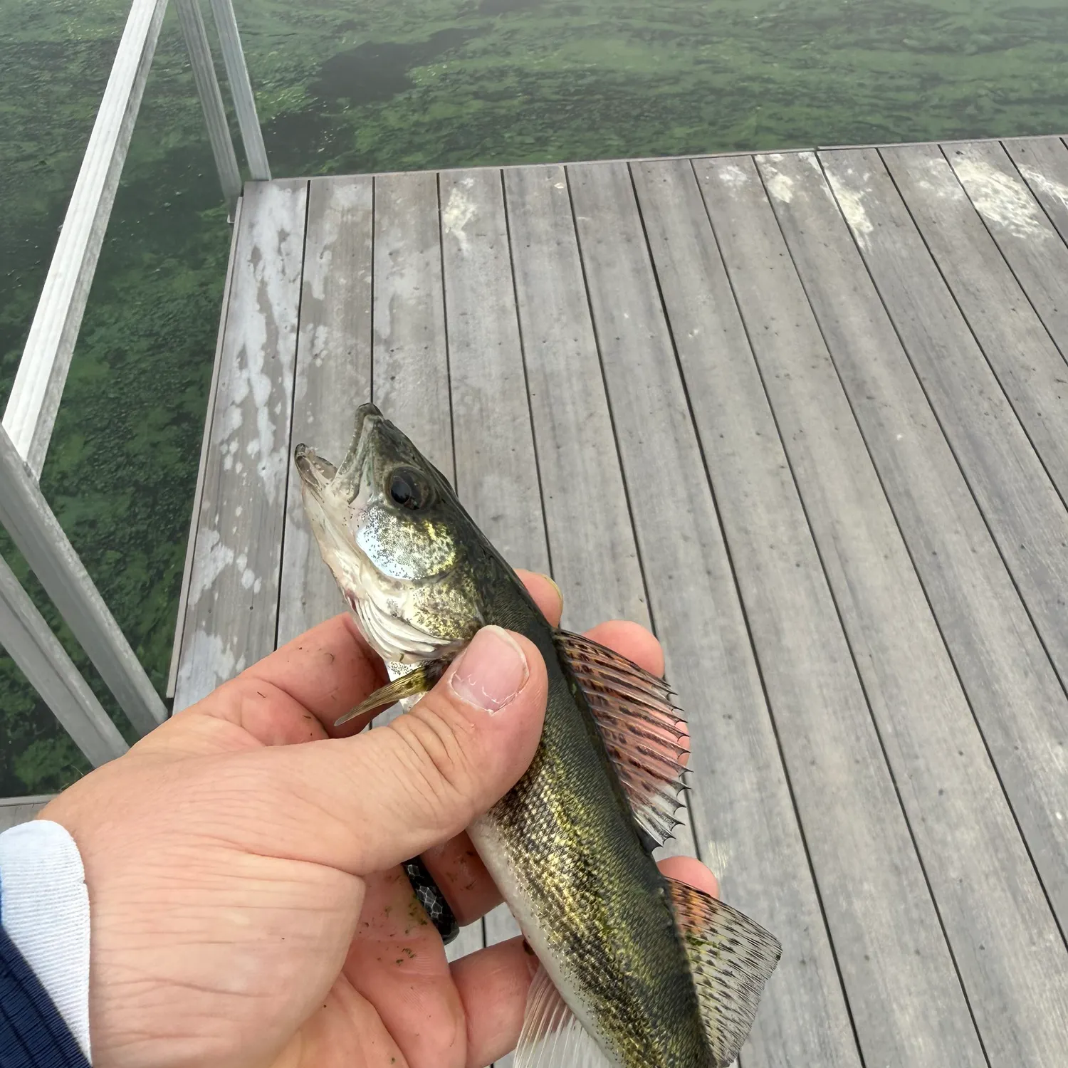 Walleye caught on Fishbrain