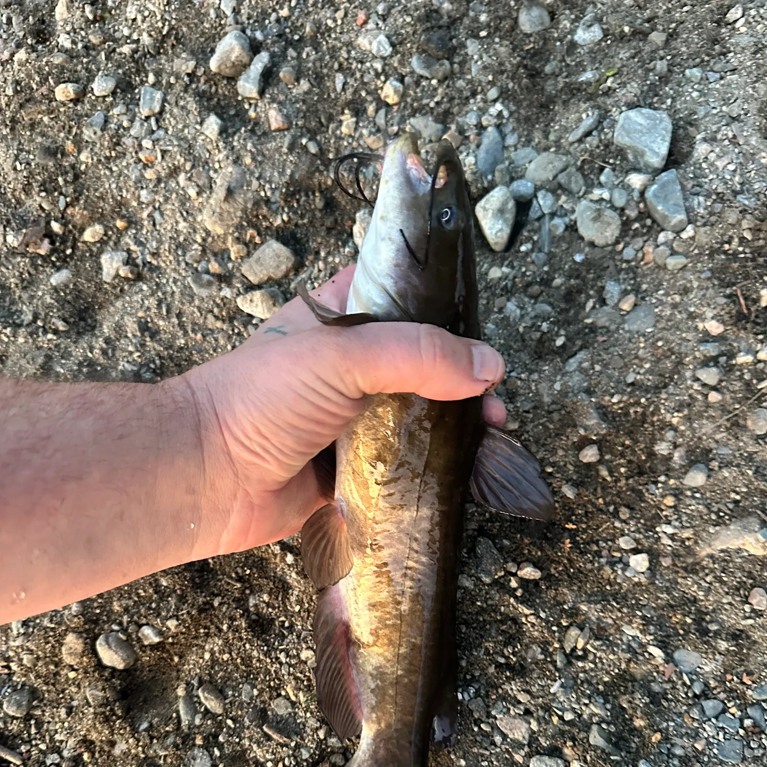 Brown bullhead caught on Fishbrain